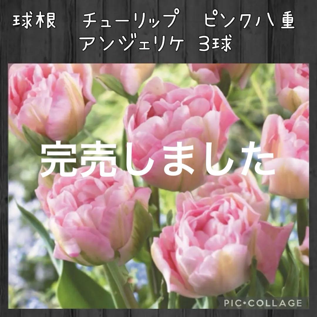 【球根】アンジェリケ　3球　チューリップ　ピンク　八重咲き　八重