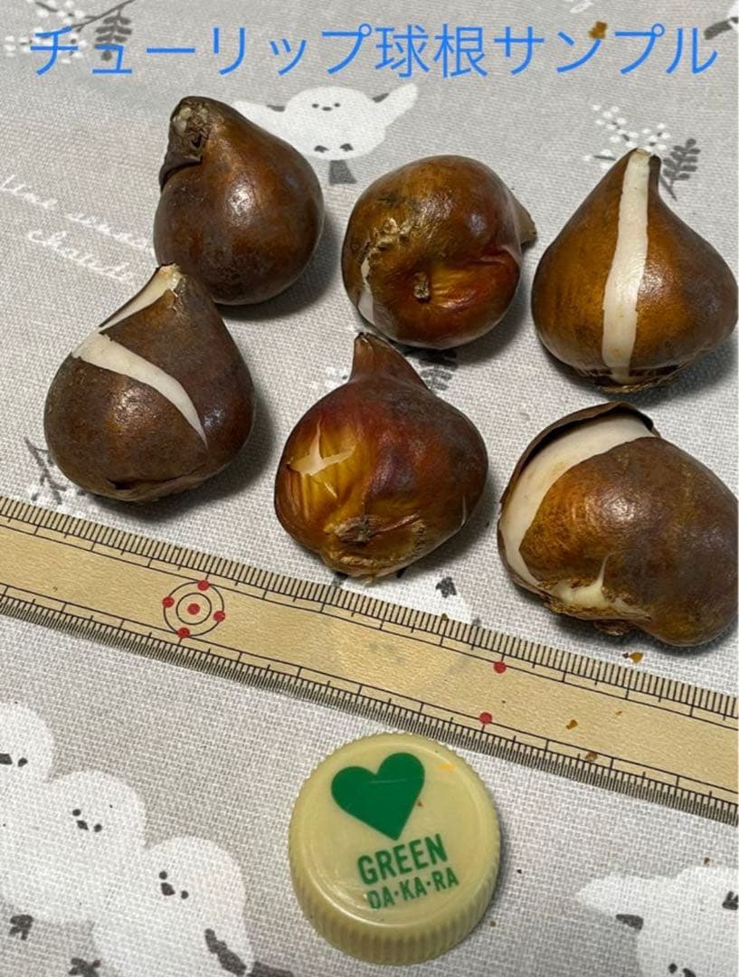 【球根】アンジェリケ　3球　チューリップ　ピンク　八重咲き　八重