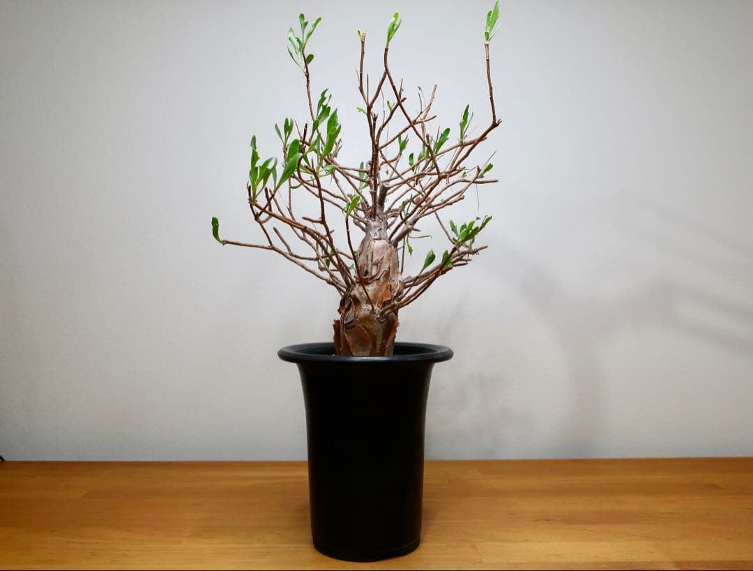 コレクション現地球 オトンナ マクロスペルマ 大株