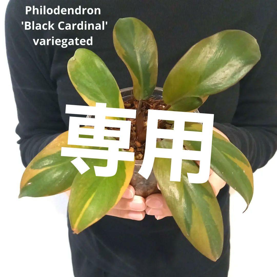 フィロデンドロン　ブラックカーディナル斑入