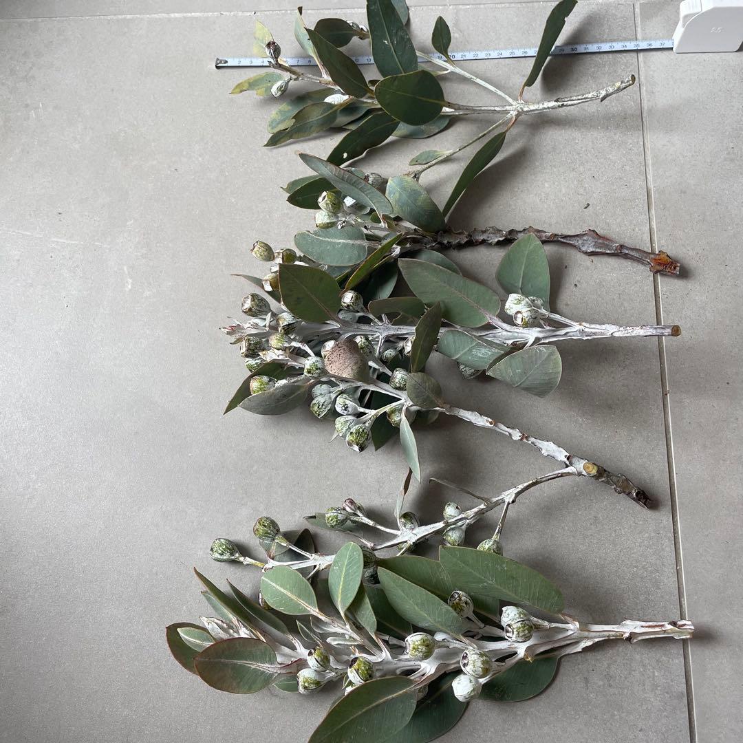 3.テトラゴナナッツ　フレッシュ生花　ユーカリ