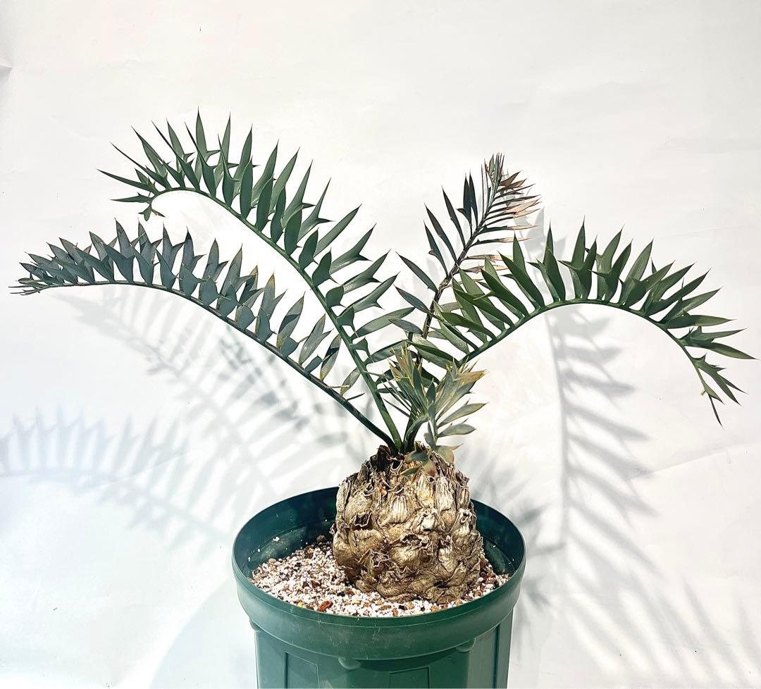 エンセファラルトス・ホリダス　まん丸塊根径12㎝ 塊根植物