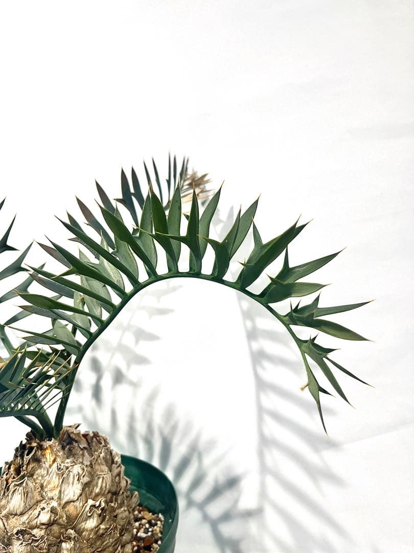 エンセファラルトス・ホリダス　まん丸塊根径12㎝ 塊根植物