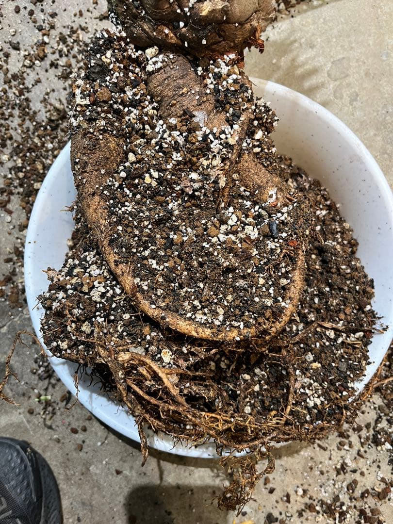 エンセファラルトス・ホリダス　まん丸塊根径12㎝ 塊根植物