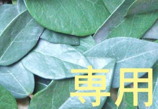 20日22時迄 【358】Zg Ea Ln Lv TT Pm At Bl