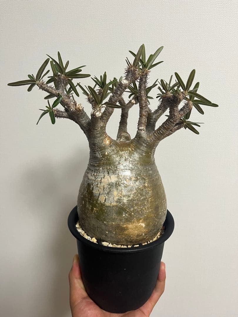 グラキリス 現地球 発根済み