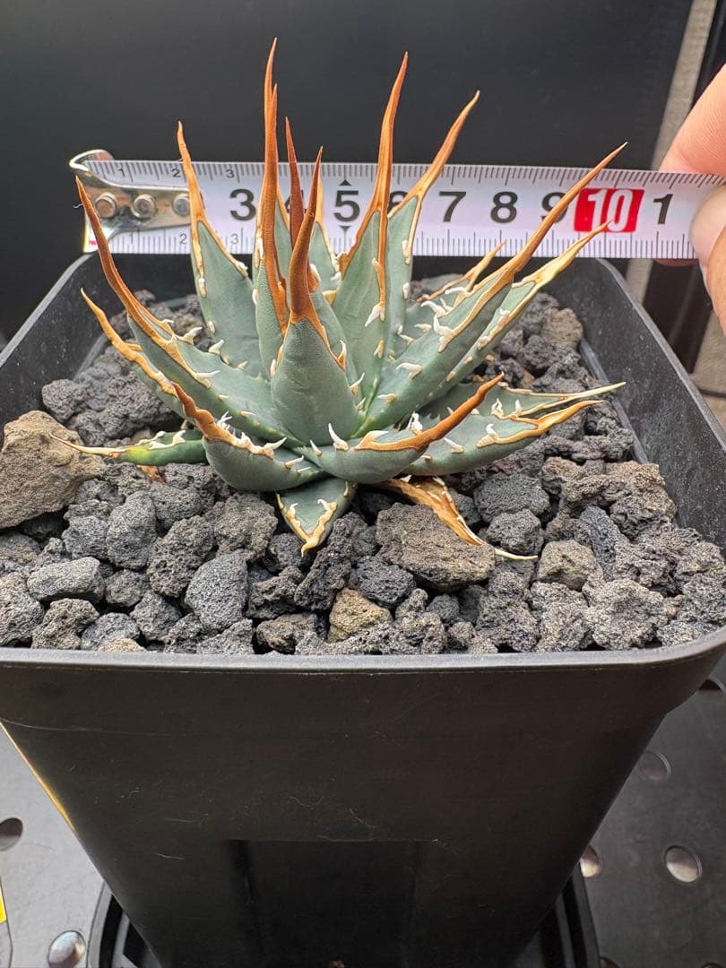 エボリスピナ　実生　選抜