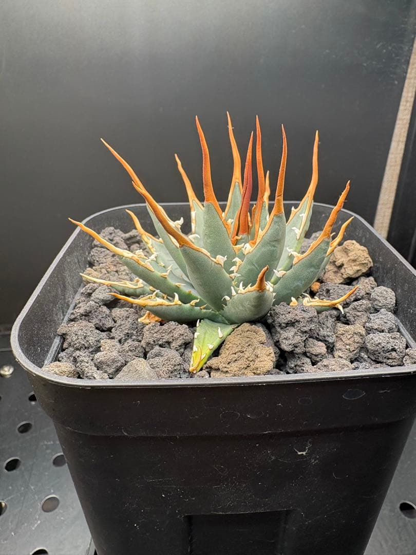 エボリスピナ　実生　選抜