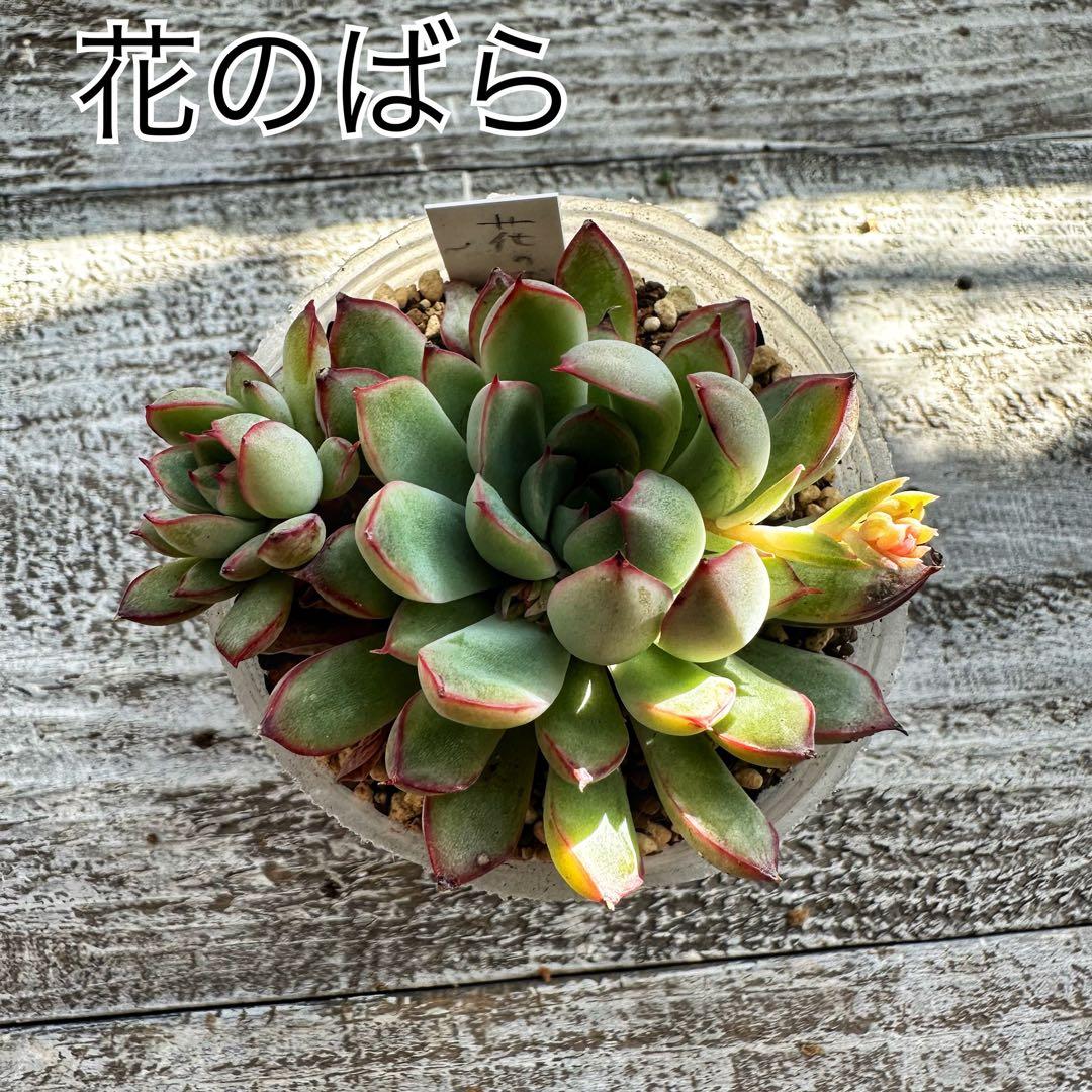 『ポットごと』 多肉植物 セット エケベリア セダム 60サイズ箱