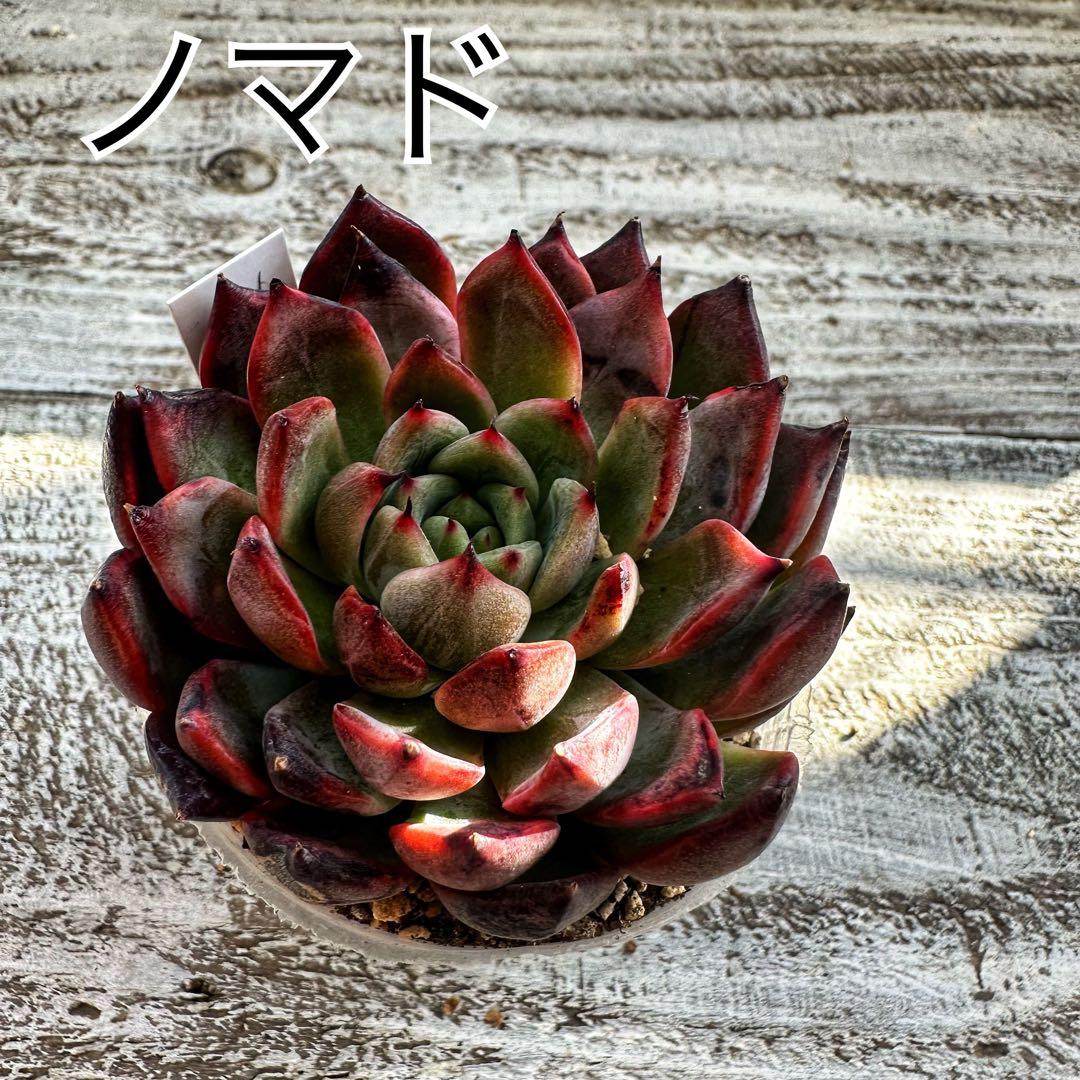 『ポットごと』 多肉植物 セット エケベリア セダム 60サイズ箱