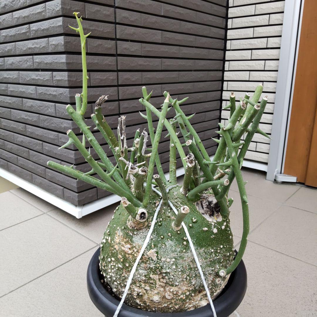 【現品】超大株！塊根植物 アデニア グロボーサ ９号鉢