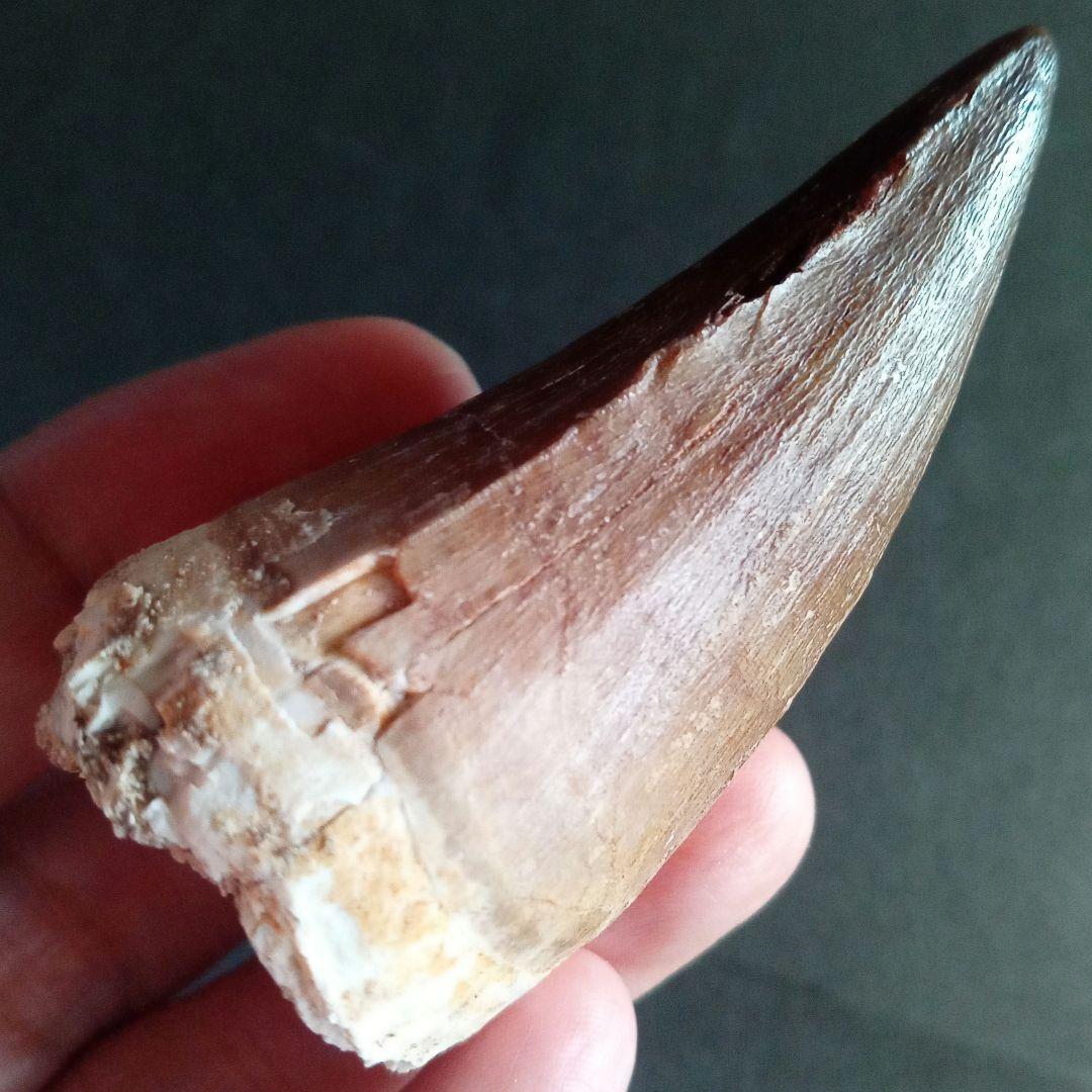 モササウルス　超大型種　プログナソドン　歯化石　美麗　超特大　約 71 mm