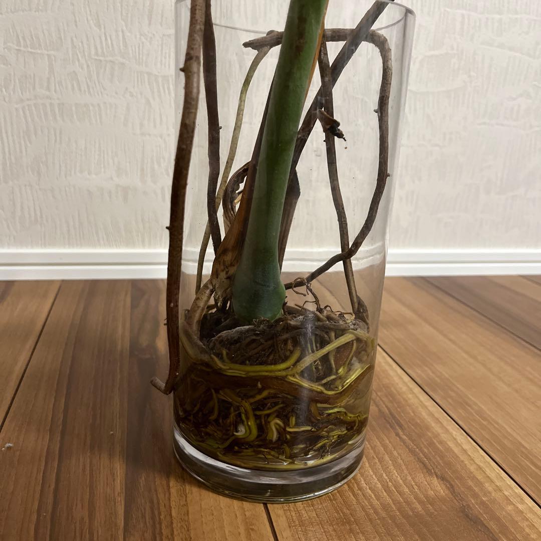モンステラ