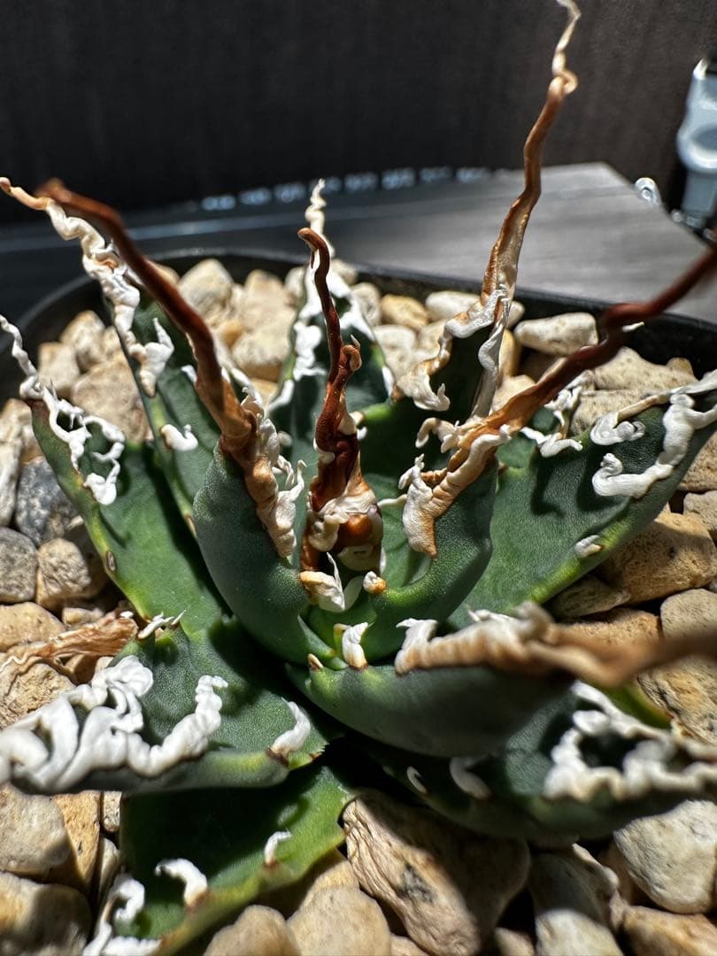 アガベ ユタエンシス エボリスピナ 陽炎 実生