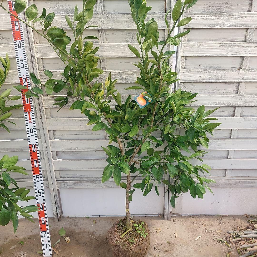 むっちゃんさま専用