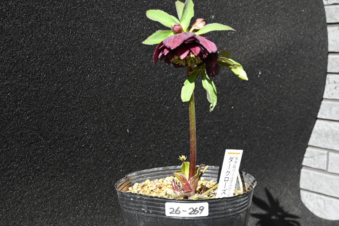 クリスマスローズ　認定ダークローズ　多弁咲き　加藤農園