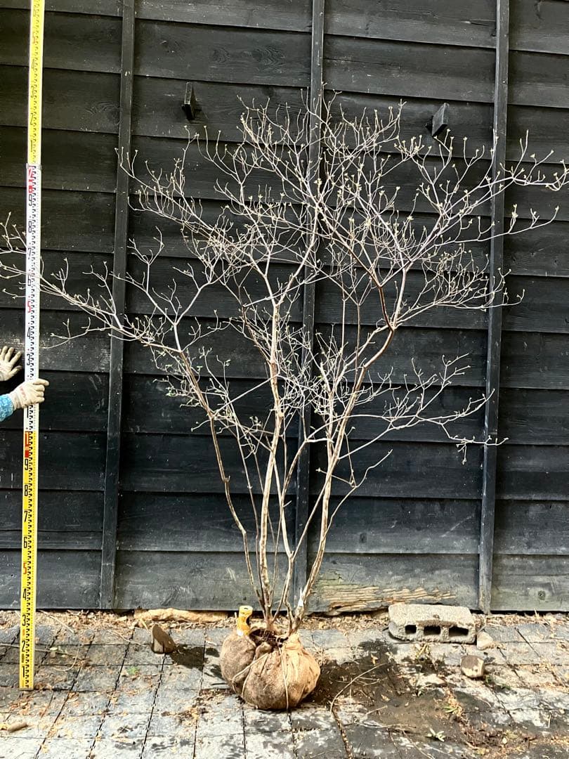 92 山採り　バイカツツジ