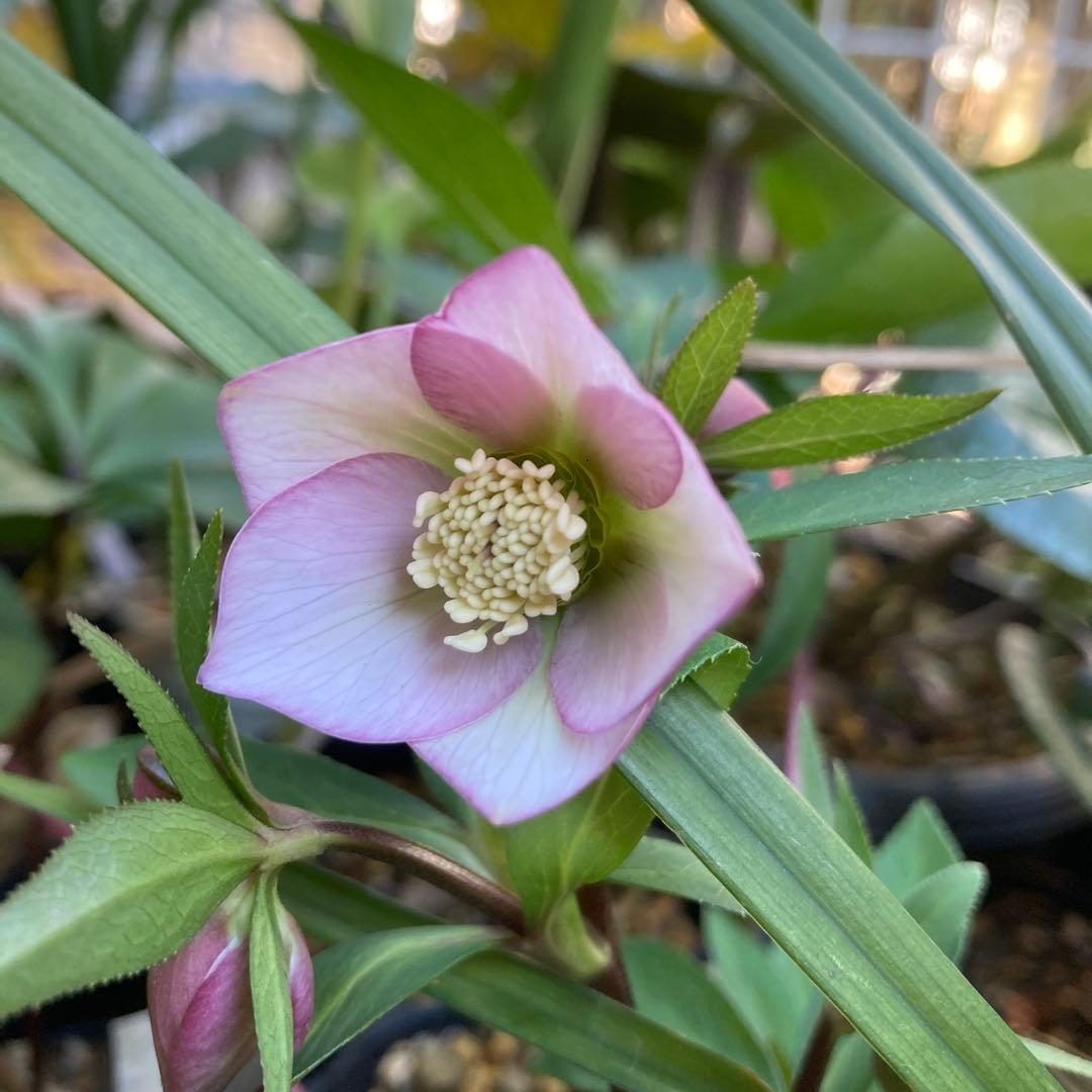 クリスマスローズ　極小輪多花ピンク　株分け前提