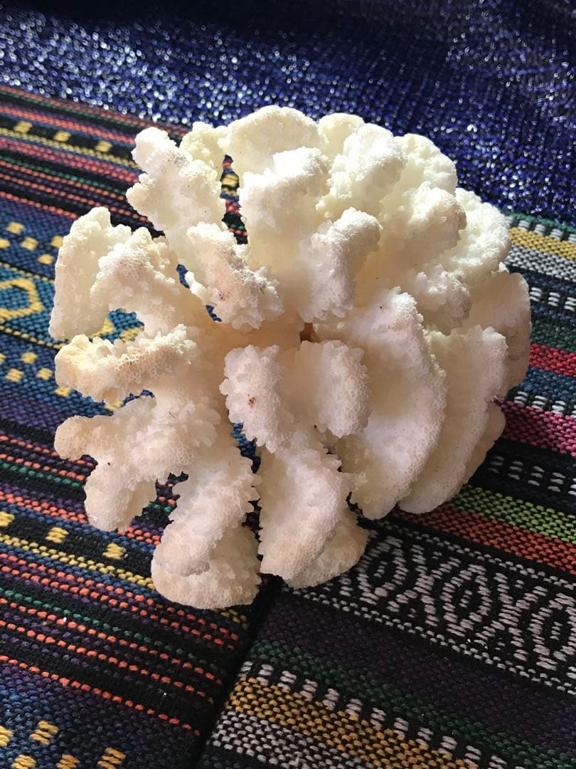 ◉台湾産【白珊瑚/ホワイトコーラル】原木[8G20