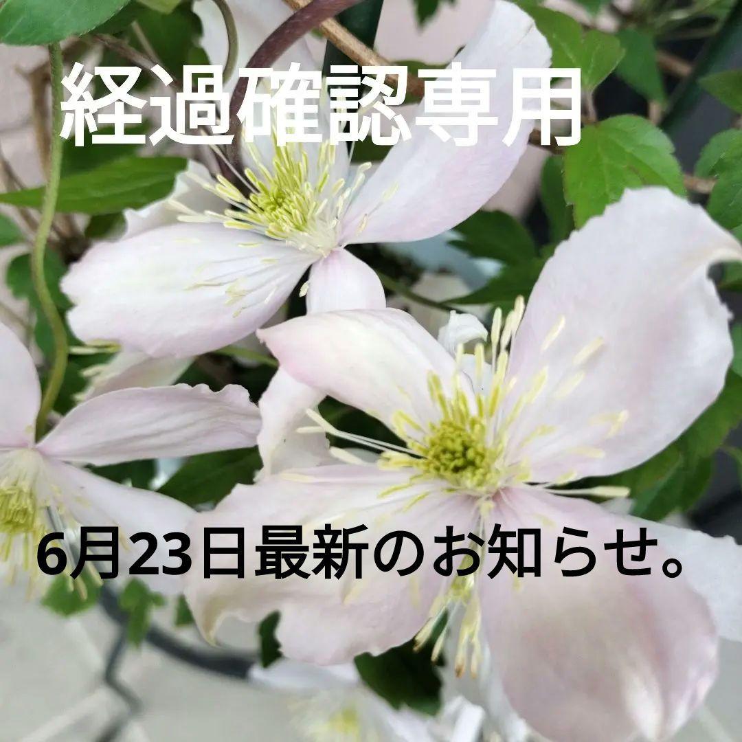 ■クレマチス/モンタナエリザベス苗 確認専用！6月23日ご報告とお詫び。