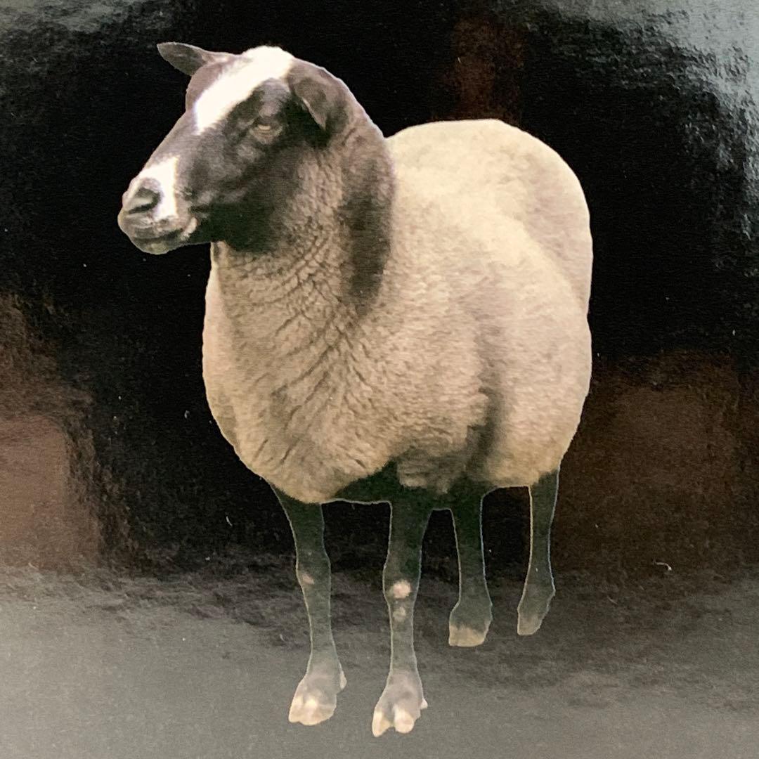 【中古美品】 ヒツジのいらない枕 M70724-9