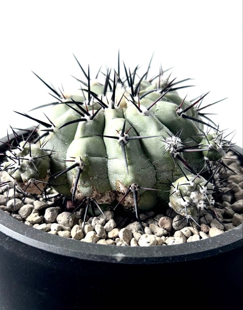 【希少、開花球、子株8個】コピアポア　シネレア　黒王丸　白肌　幅10㎝　No.5