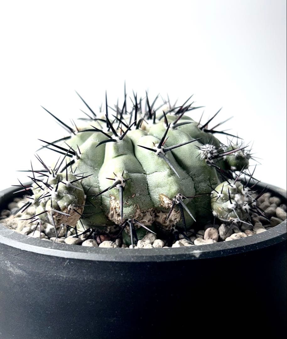 【希少、開花球、子株8個】コピアポア　シネレア　黒王丸　白肌　幅10㎝　No.5