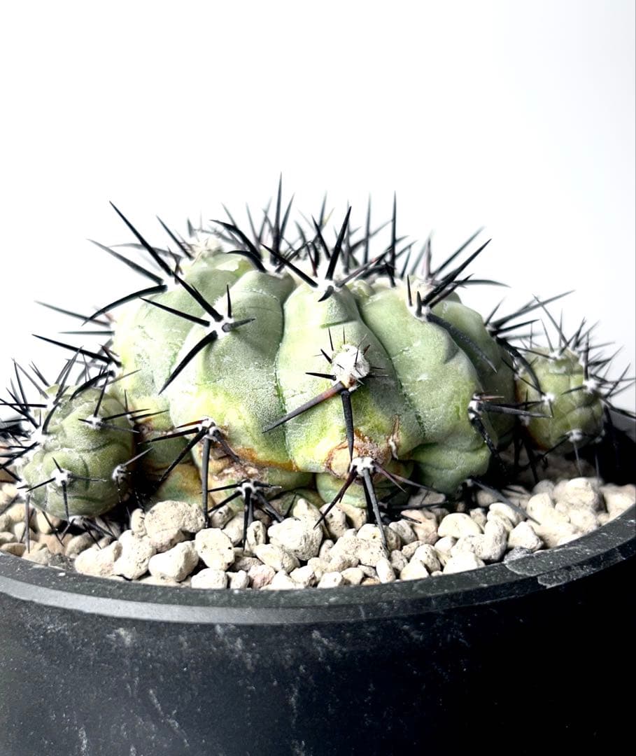 【希少、開花球、子株8個】コピアポア　シネレア　黒王丸　白肌　幅10㎝　No.5