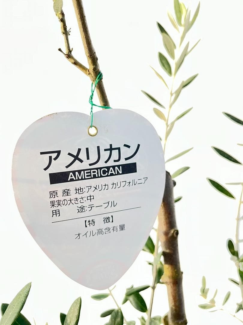 オリーブの木　アメリカン　5号　約60cm　NO.845　希少品種　現品掲載