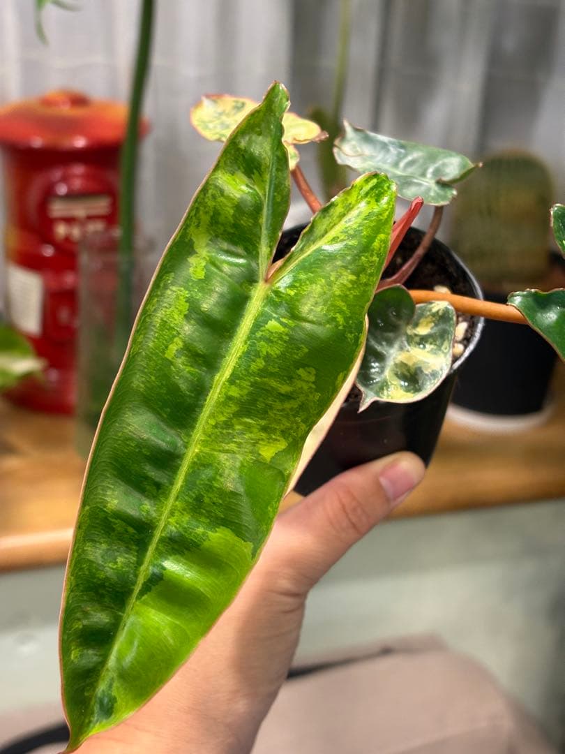 【希少・斑入り】フィロデンドロン l｜Variegated Billietiae