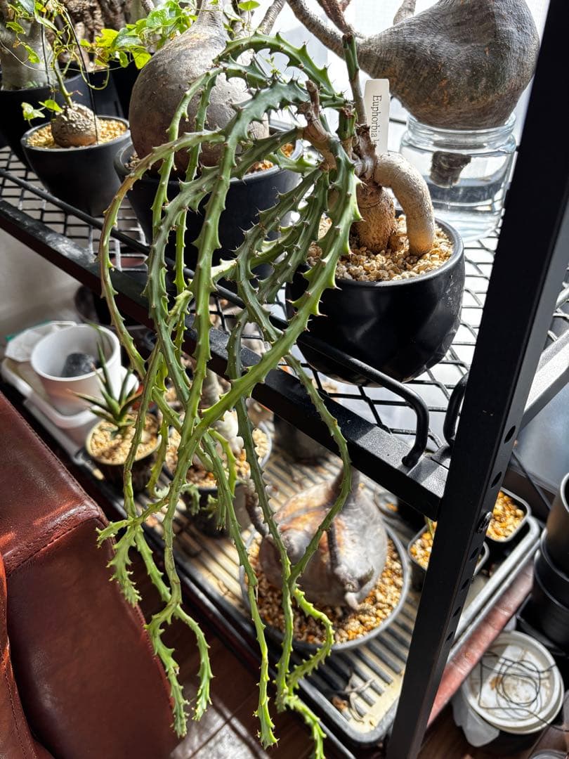 ユーフォルビア　クンチ(Euphorbia knuthii)