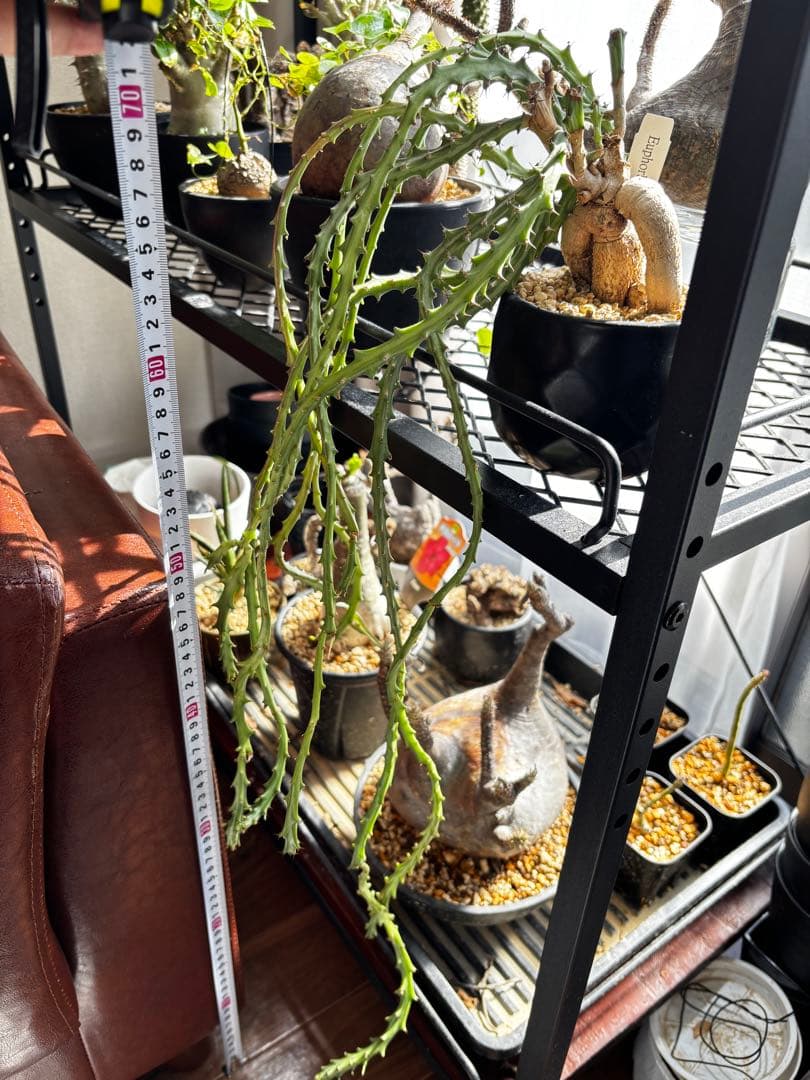 ユーフォルビア　クンチ(Euphorbia knuthii)