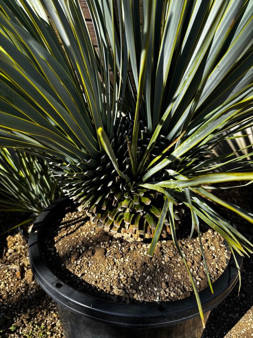 ロストラータ　分頭株