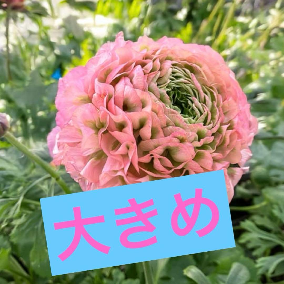 正規大苗ラナンキュラスポンポン「アリス」　開花中