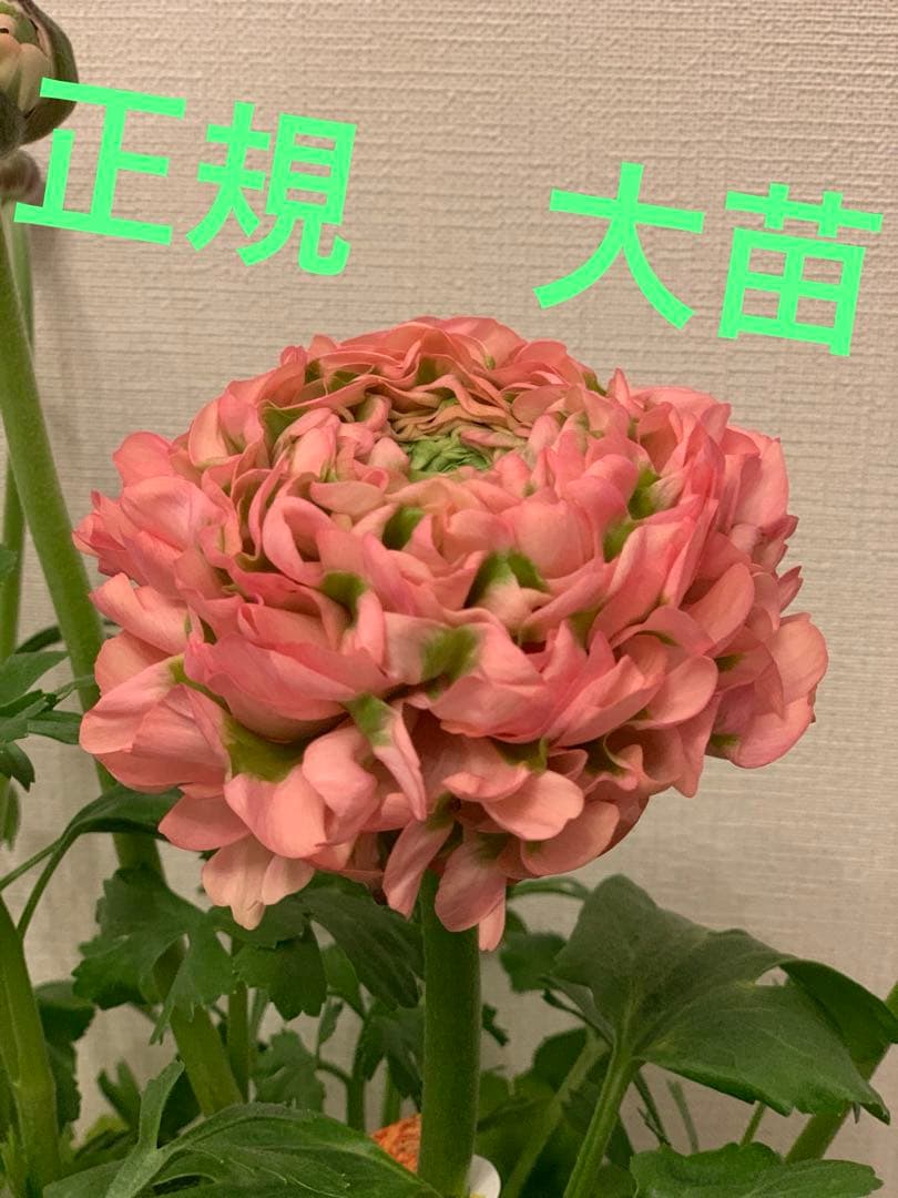 正規大苗ラナンキュラスポンポン「アリス」　開花中