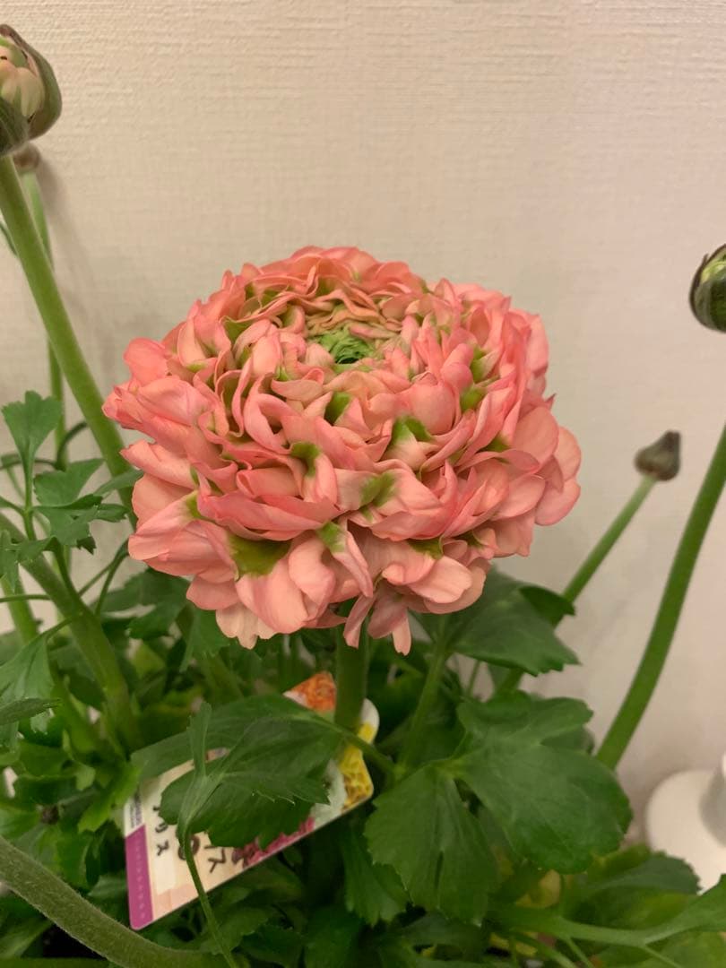 正規大苗ラナンキュラスポンポン「アリス」　開花中