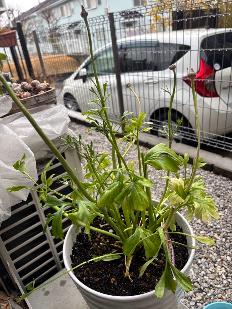 正規大苗ラナンキュラスポンポン「アリス」　開花中