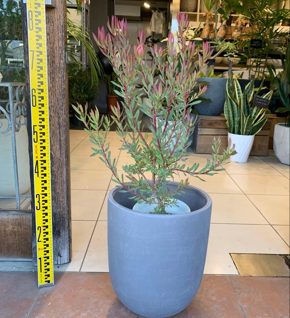 リューカデンドロン エイミー ファイバー鉢