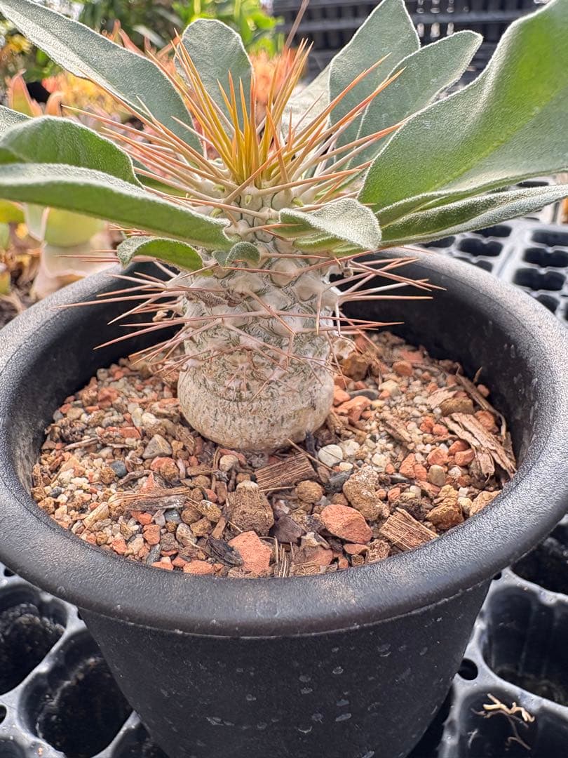 パキポディウム　ナマクアナム　光堂　国内実生　3.5寸