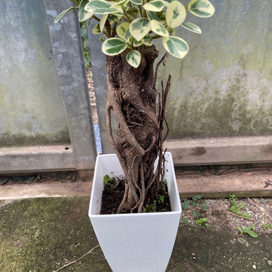 リピート価格　パンダガジュマル　斑入り　６号