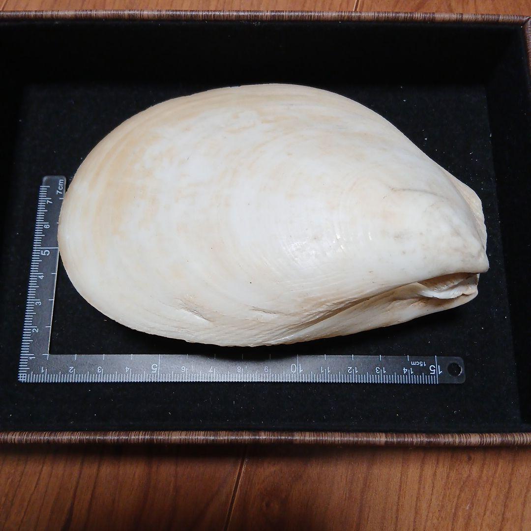 大きい　二枚貝