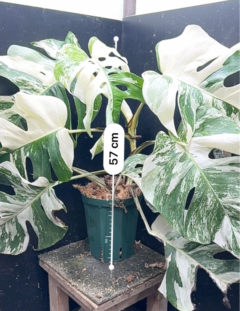 M*o様 斑入りモンステラ ホワイトタイガー極美大株57cm白斑多