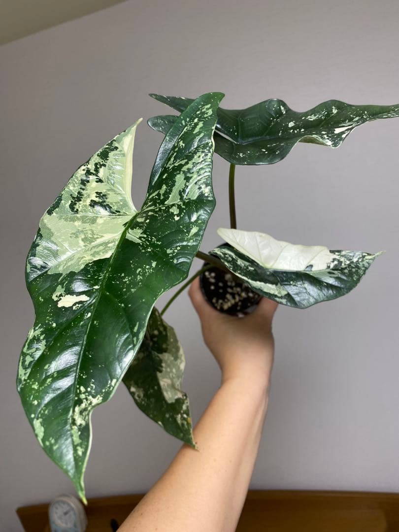 七*草様 【超希少‼️美株✨】アロカシア　シンポ　アルボ　斑入り　白斑　レア　人