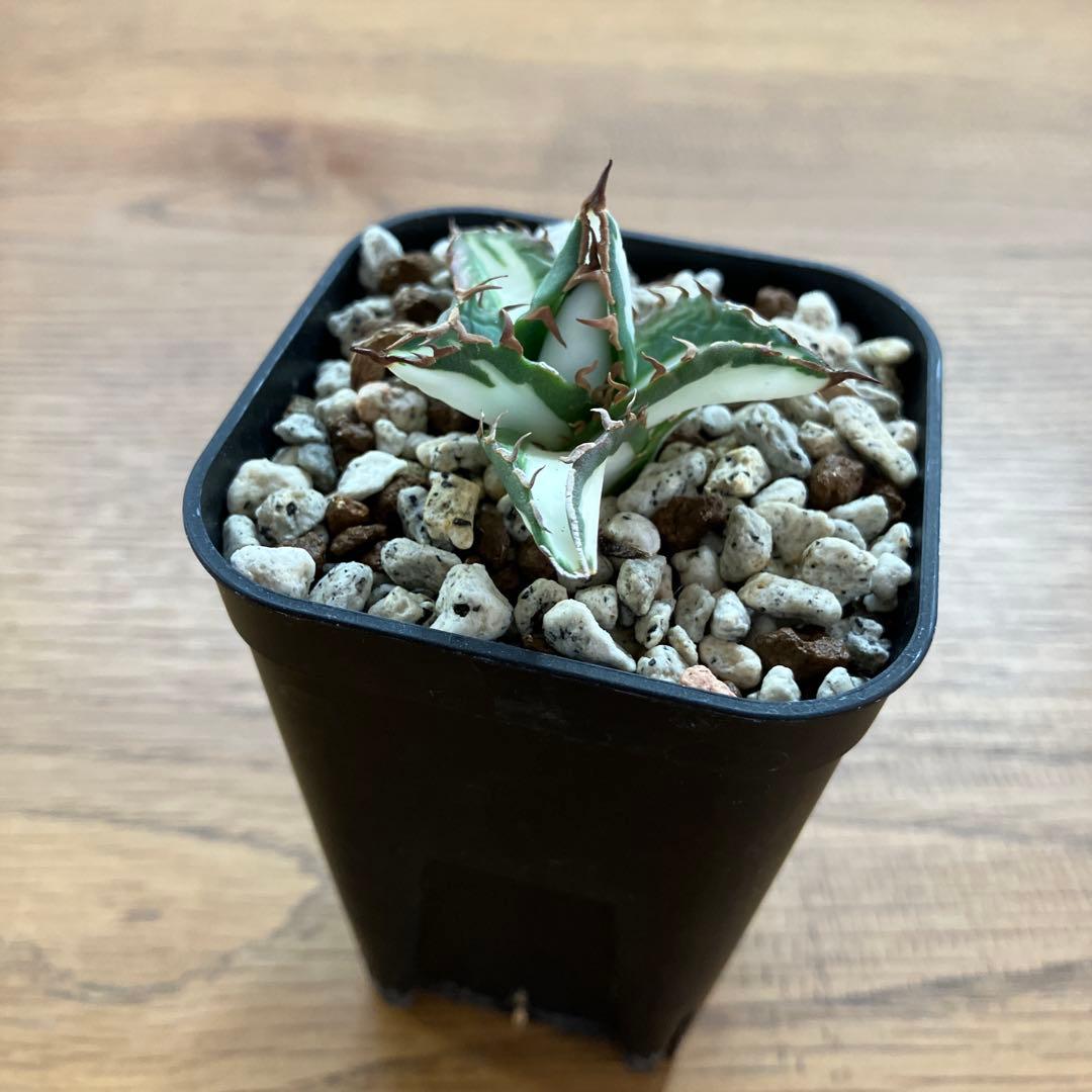 速達【鉢ごと発送】②発根済み　アガべ　チタノタ　太陽神錦　白中斑　TC 永久錦