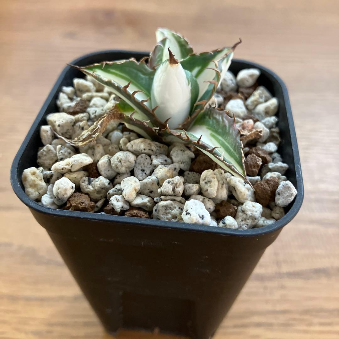 速達【鉢ごと発送】②発根済み　アガべ　チタノタ　太陽神錦　白中斑　TC 永久錦