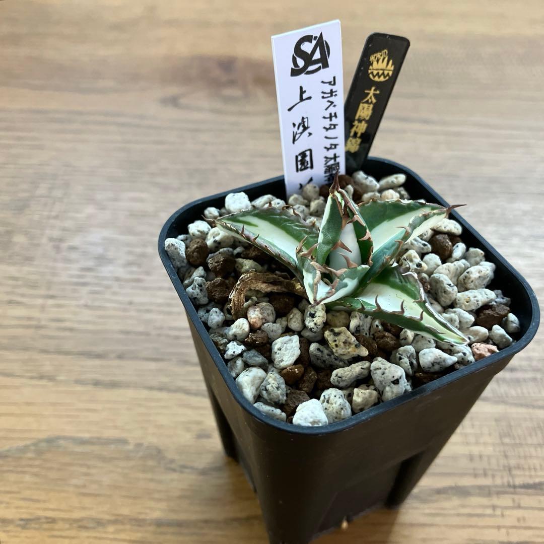 速達【鉢ごと発送】②発根済み　アガべ　チタノタ　太陽神錦　白中斑　TC 永久錦