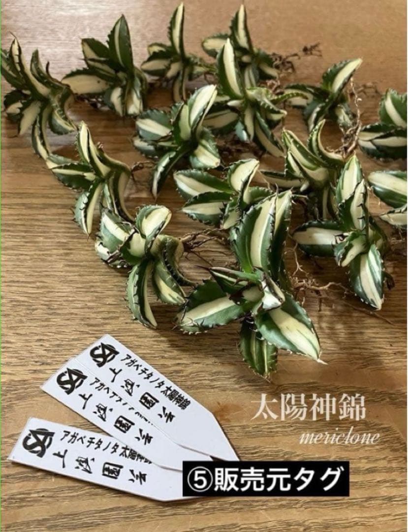 速達【鉢ごと発送】②発根済み　アガべ　チタノタ　太陽神錦　白中斑　TC 永久錦