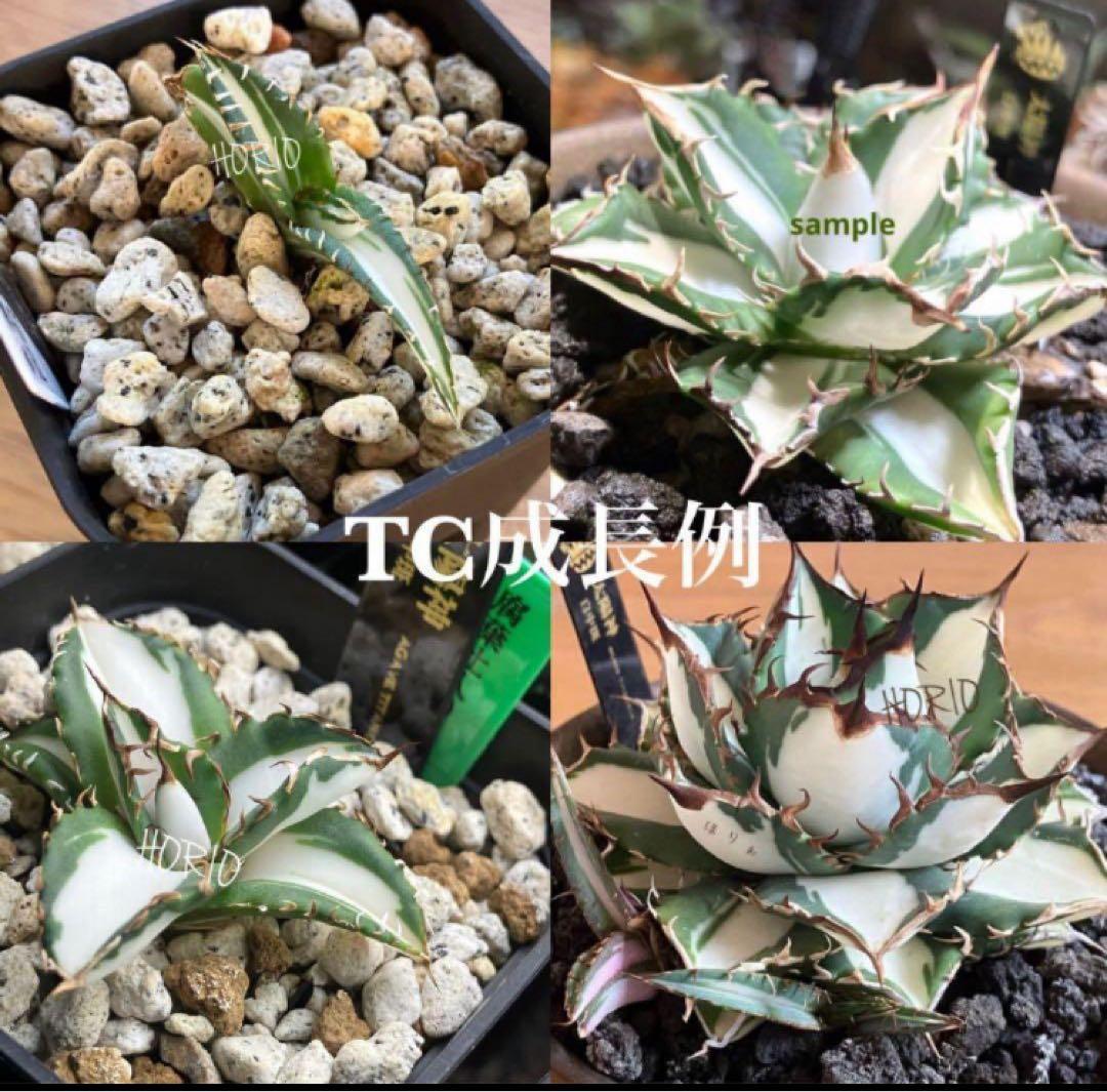速達【鉢ごと発送】②発根済み　アガべ　チタノタ　太陽神錦　白中斑　TC 永久錦