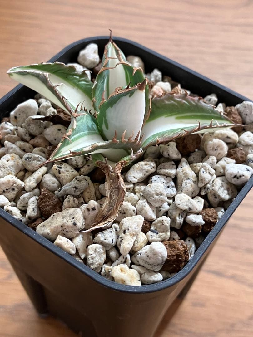 速達【鉢ごと発送】②発根済み　アガべ　チタノタ　太陽神錦　白中斑　TC 永久錦