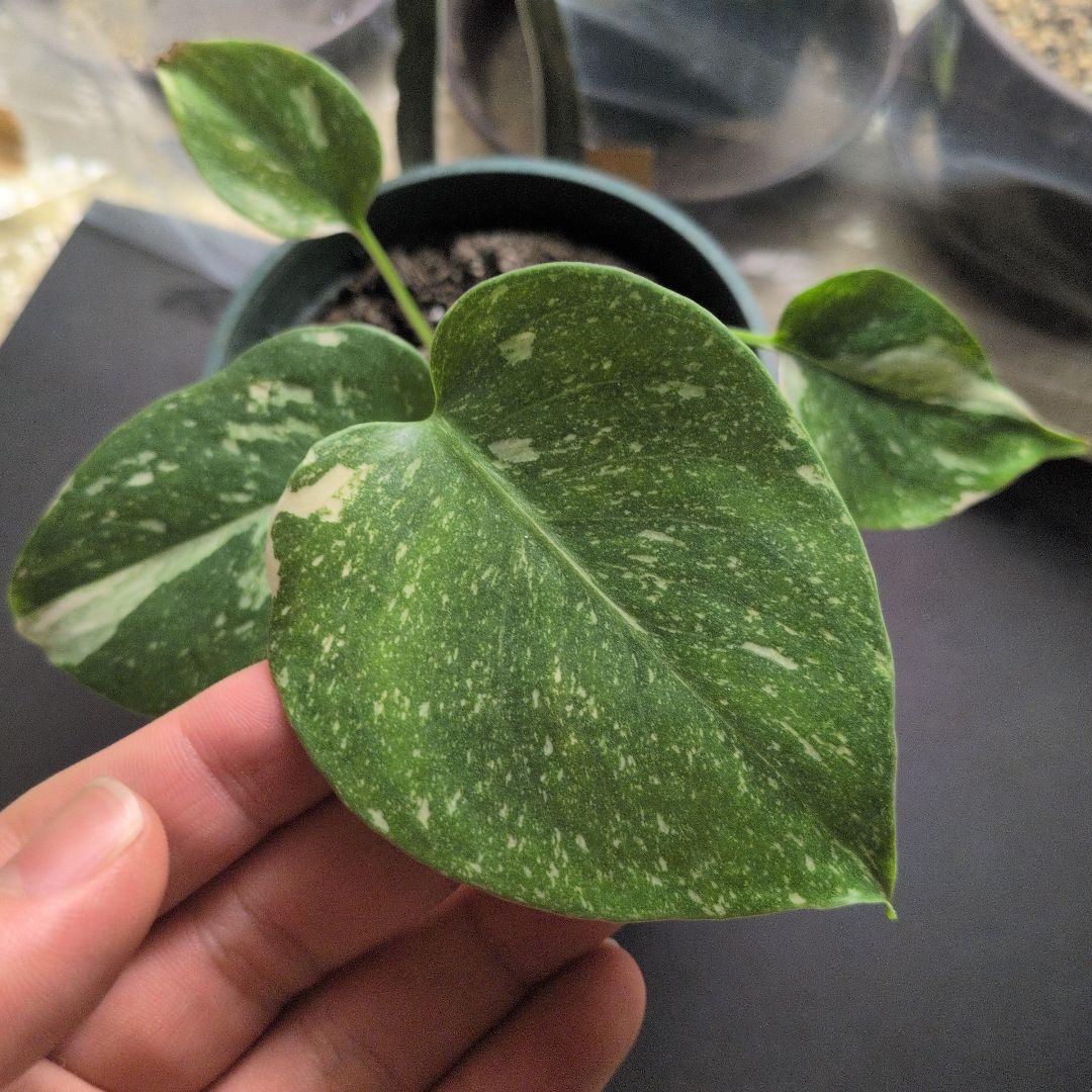 モンステラ デリシオーサ グリーンオングリーン斑 安定株 値下げ可能